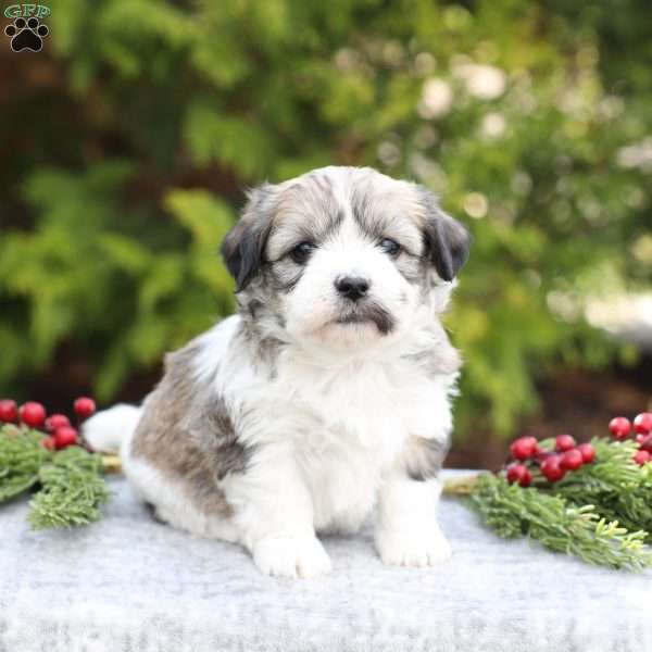 Marla, Havachon Puppy